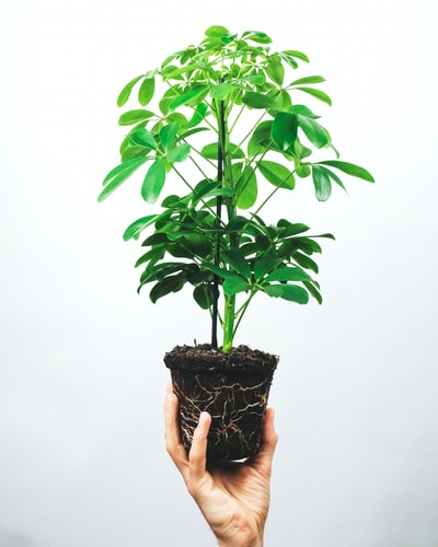 绿色植物在黑色锅
